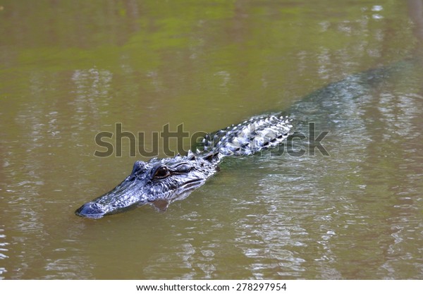 Alligator Swimming Swamps Louisiana Usa Bayou Stock Photo (edit Now 