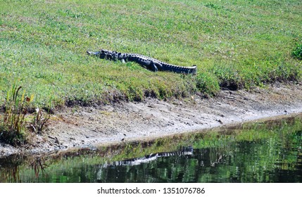 Alligator is taking sun bath