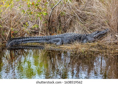 Alligator Ten Thousand Islands National Wildlife Refuge - Marsh Trail