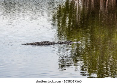 Alligator Ten Thousand Islands National Wildlife Refuge - Marsh Trail