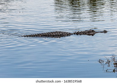 Alligator Ten Thousand Islands National Wildlife Refuge - Marsh Trail