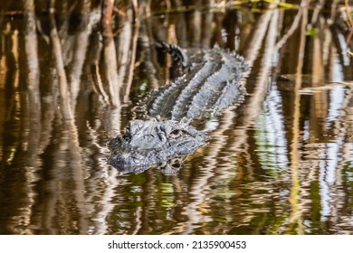 Alligator Ten Thousand Islands National Wildlife Refuge - Marsh Trail