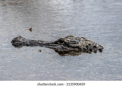 Alligator Ten Thousand Islands National Wildlife Refuge - Marsh Trail