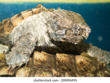 598 Alligator Snapping Turtle Images, Stock Photos & Vectors | Shutterstock