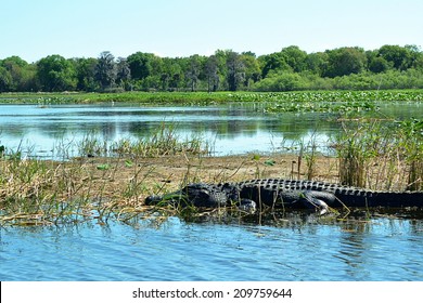 Alligator in water in nature