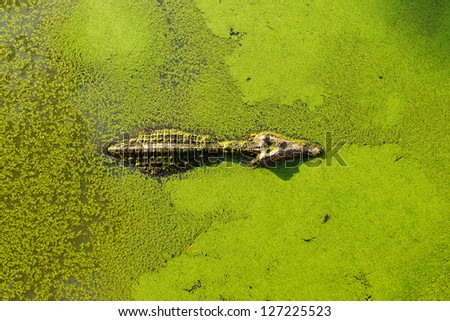 alligator in wetland pond covered with duckweed and swimming.