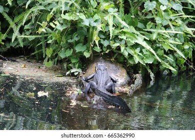 Alligator In Wild Life, Florida 