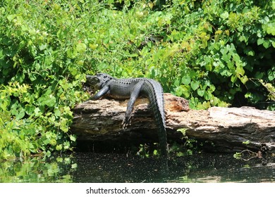 Alligator In Wild Life, Florida 