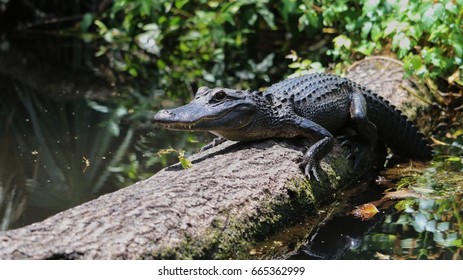 Alligator In Wild Life, Florida 