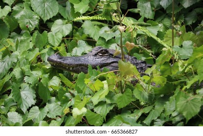 The Alligator In Wild Life, Florida 