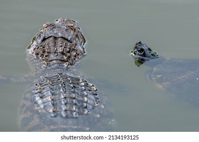 Alligator And A Yellow Bellied Slider
