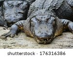 Alligators