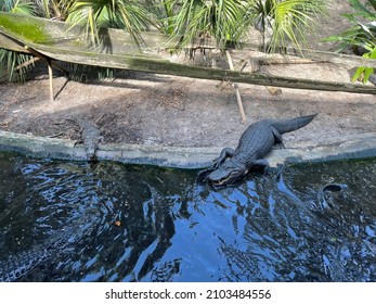 Alligators At The Alligator Farm