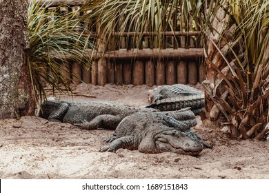 Alligators In An Alligator Farm In Florida