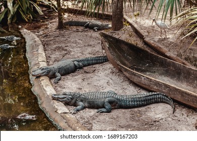 Alligators In An Alligator Farm In Florida