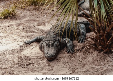 Alligators In An Alligator Farm In Florida