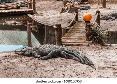 Alligators In An Alligator Farm Zoo In Florida