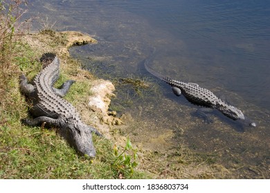 Alligators (Alligatoridae) In The Water, Florida, USA