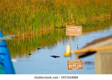 Alligators In The Florida Swamp Near Canoe Trail