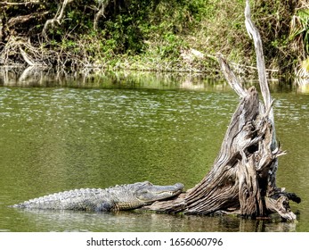 Alligators At Hanna Park Lake