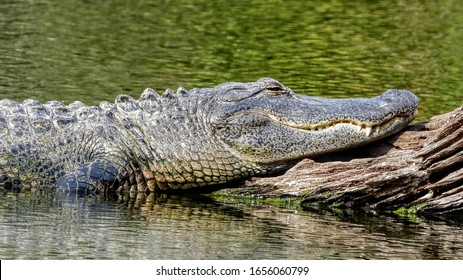 Alligators At Hanna Park Lake