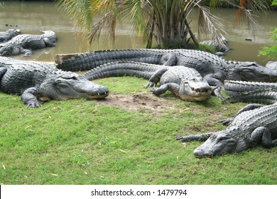 Alligators on beach