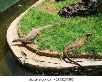 Alligators, Pretoria, Gauteng Province, South Africa 