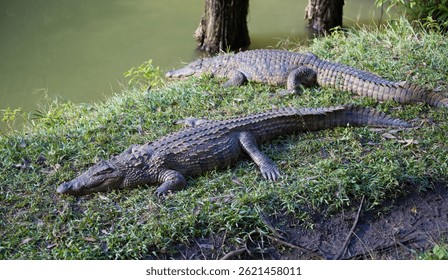 alligators resting on grass in africa - Powered by Shutterstock - Get 15% off with code: PIKWIZARD15