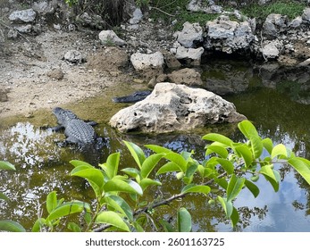 Alligators resting on the shore line in the Waters of a Southern Florida Bayou 