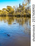 Alligators in their natural habitat. Rich wildlife in the New Orleans area. Swamps of Louisiana. Boat excursion to the protected areas of the Mississippi Basin. Journey to America