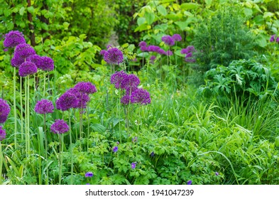 713 Allium aflatunense Images, Stock Photos & Vectors | Shutterstock