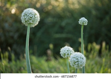 Allium Cepa Flower