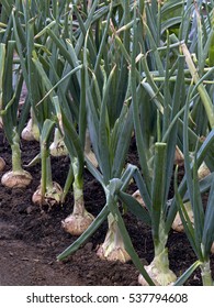 Allium Cepa Growing In An Allotment