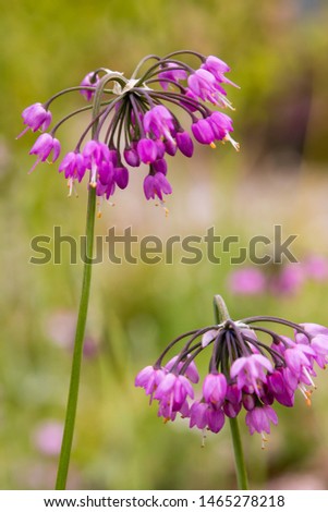 Image, Stock Photo Wild Onion (Allium Cernuum )