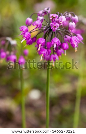 Similar – Image, Stock Photo Wild Onion (Allium Cernuum )