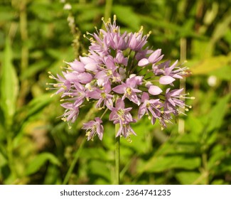 Allium cernuum (Nodding Wild Onion) Native North American Wildflower