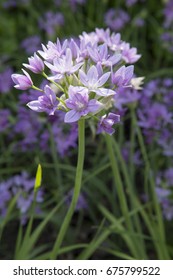 Allium Eros