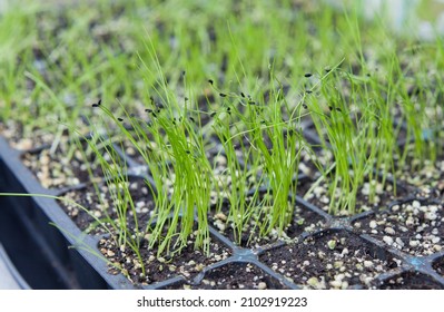 Allium family seedlings in  multitray with onion, leek, chives, shallots and garlic chives. Germination vary from the cultivar.