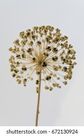 Allium Flower