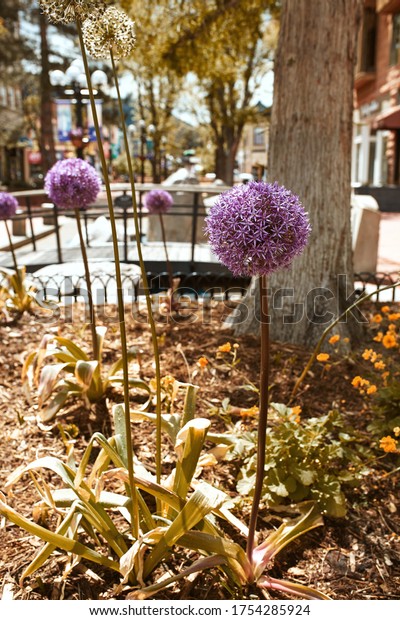 Allium Flower bulbs planted in\
flower beds at Pearl Street Mall in Boulder, Colorado. \

