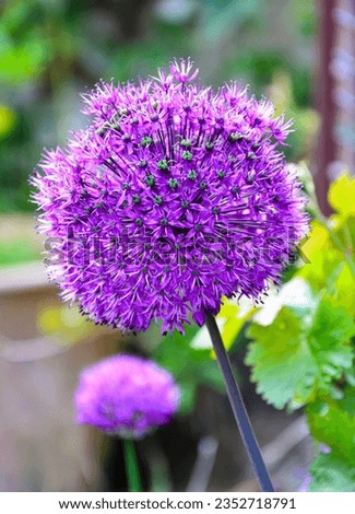  Allium flower globes, a flowering ornamental onion.