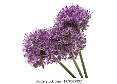 allium flower isolated on white background  - Powered by Shutterstock