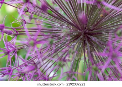 Allium Flower In Monet's Garden, Giverny