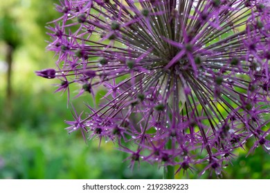 Allium Flower In Monet's Garden, Giverny