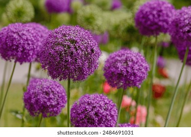 Allium Flowers (Allium Giganteum) in spring garden, Growing bulbs in the garden - Powered by Shutterstock