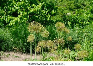 Allium flowers (ornamental onions) flowering plants with hundreds of species, including the cultivated onion, garlic, scallion. Symbolizes unity,good fortune, humility, patience and prosperity.