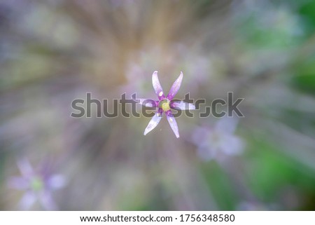 Similar – mauve Plant Spring Flower