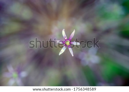 mauve Plant Spring Flower