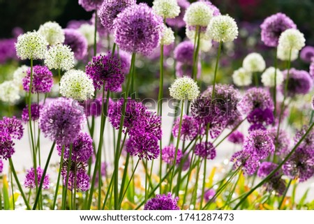 Allium or Giant onion is a beautiful flowering garden plant with small globes of intense white and purple umbels at Springtime in Germany close up