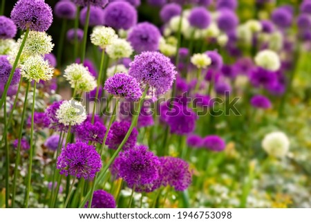 Allium or Giant onion is a beautiful flowering garden plant with small globes of intense white and purple umbels at Springtime. Colorful flower background in a Park in Germany, close up